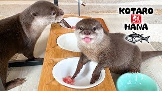 カワウソコタローとハナ　初めて食べる魚「マグロ」に大興奮のハナ　Otter Kotaro&Hana It's 'Tuna' time