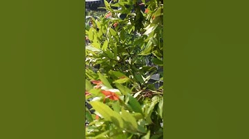 TANG LỄ CỐ NSƯT VŨ LINH xin vĩnh biệt ông Hoàng Cải Lương Hồ Quảng trong lòng mọi người #shorts