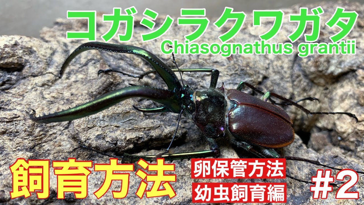 コガシラクワガタ 飼育法 卵保管方法＆幼虫飼育編 #2 Chiasognathus