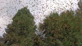 Flight of the Butterflies in Cincinnati Museum Center's OMNIMAX Theater (30-second spot)