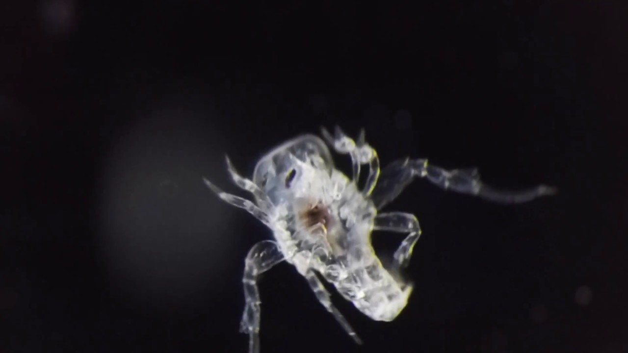 Amphipod