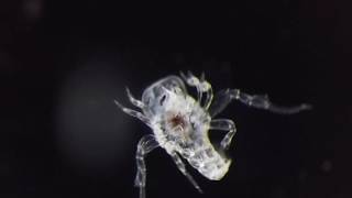 Amphipod