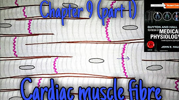 Cardiac muscle fiber chap 9 part 1 guyton and hall text book of medical physiology- heart physiology