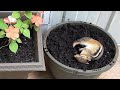 다람쥐들은 흙목욕을 얼마나 좋아할까? How Much Do Chipmunks Love A Dirt Bath?