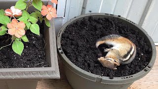 How Much Do Chipmunks Love A Dirt Bath?