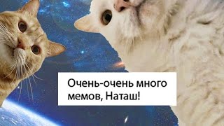 Кошачьи Мемы! Простите Что Без Музыки...