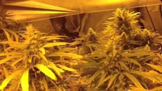 4000 watt blue dream grow