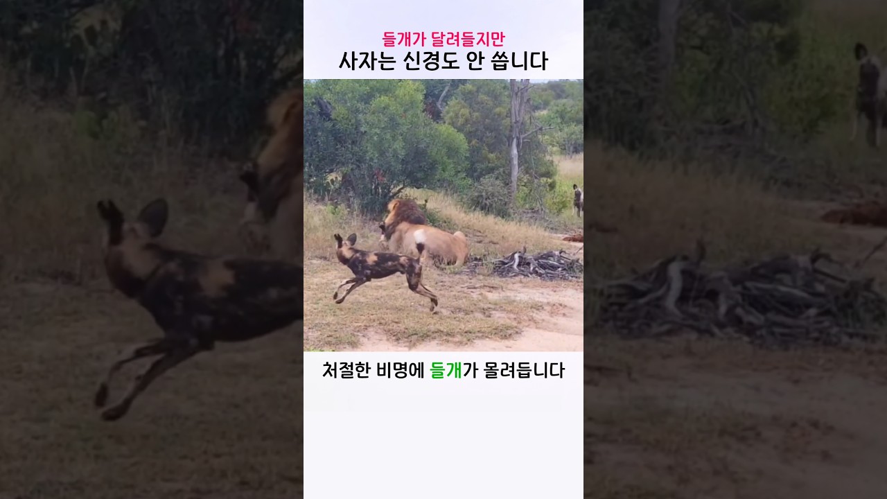 들개가 달려들어도 신경도 쓰지 않는 사자