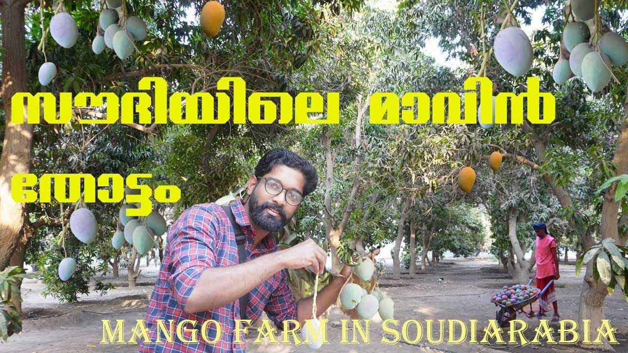 സൗദിയിലെ മാവിൻ തോട്ടം|mango farm in soudiarabia|jazan mango festival|mango farm in jazan