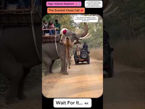 The Scariest Safari Moment Ever! 🐘🐅 #allah #wildencounter