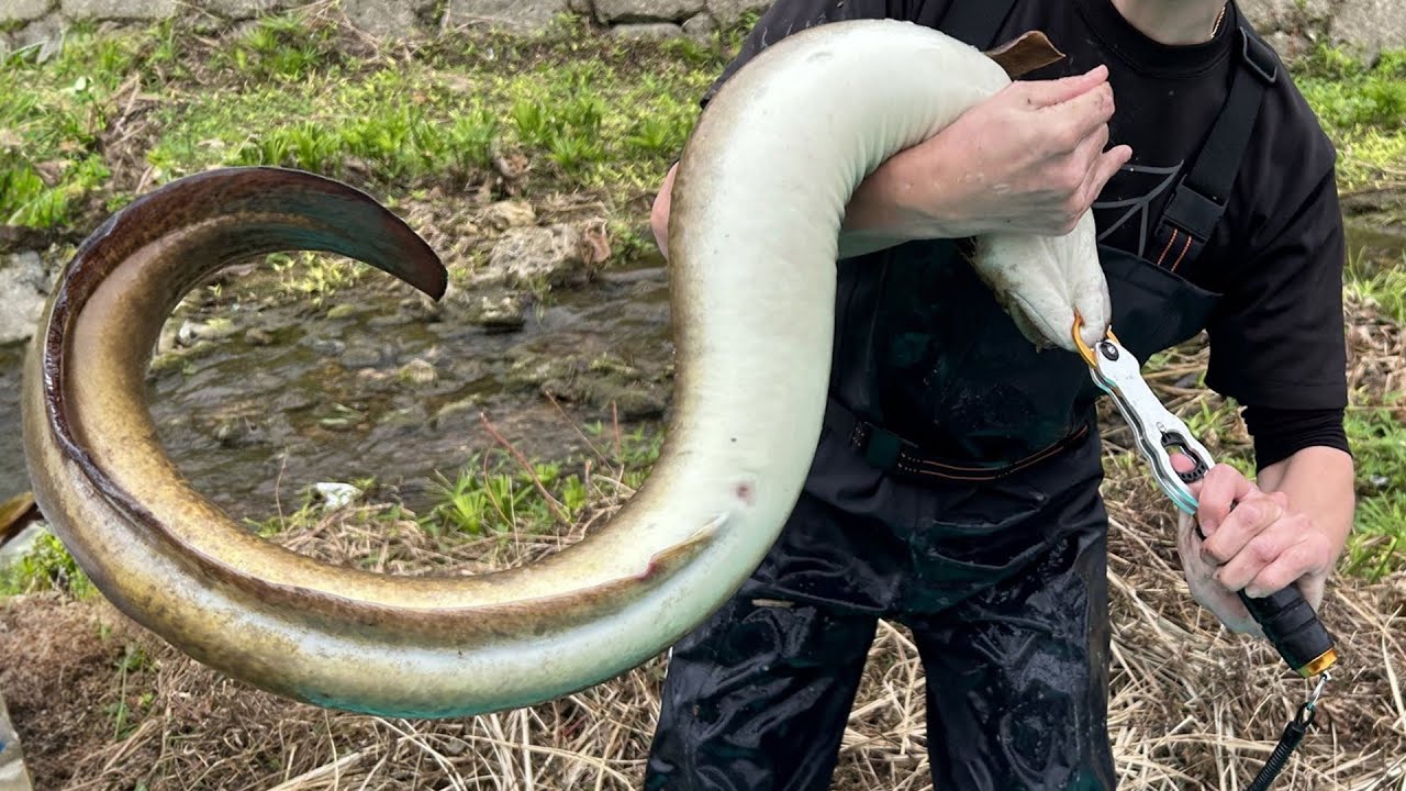 ドブ川の巨大ウナギとの死闘