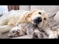 Golden Retrievers are very gentle with a Pregnant Cat
