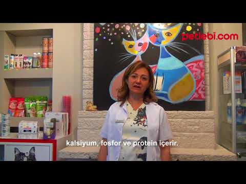 Video: Büyük Irk Köpek Maması Ile Yetişkin Köpek Maması Arasındaki Fark Nedir?