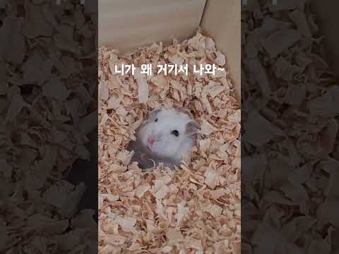 니가 왜 거기서 나와~ 귀여운 햄스터 녀석! #햄스터