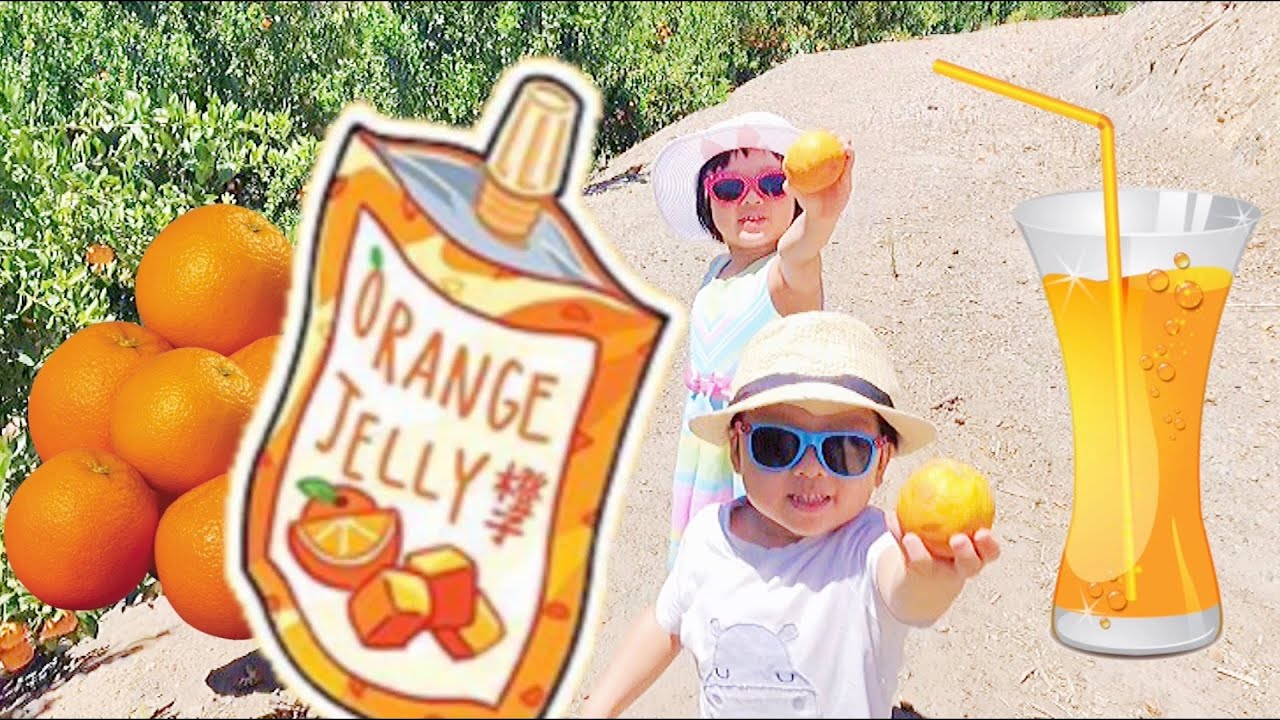 Saturday Orange Picking in Temecula | Entertainment for Kids