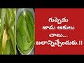 Health Benefits of Guava Leaves | Health Skin & hair | Manandari Health