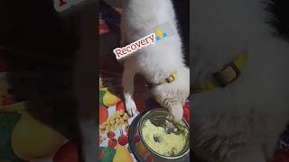 Recovery😍dog🙏||puppy|| #dog #doglover #shortvideo #shortsfeed #viral #puppy #dogshorts #subscribe