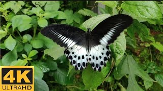Most Beautiful Butterflies On Planet Earth 4K Ultra HD| Profile