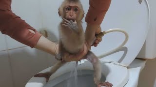 Famous Mom cleans and changes diapers for baby monkey Win several times a day Profile