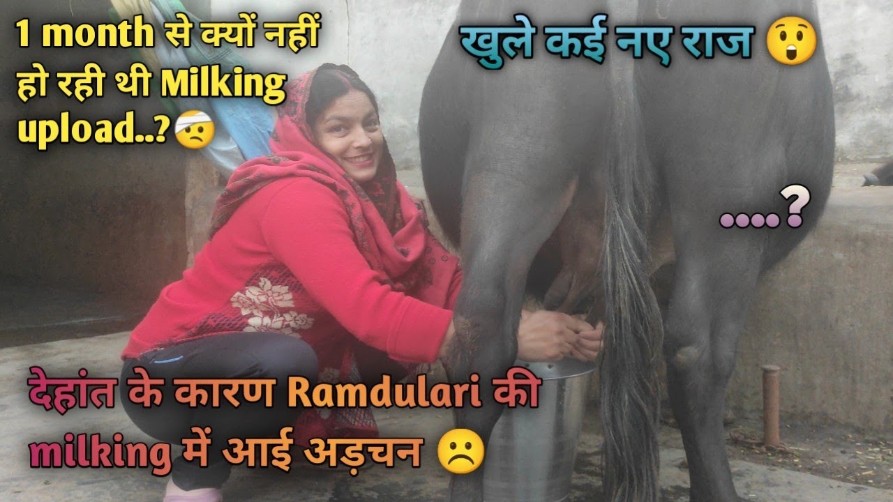 लंबे इंतजार के बाद  पेश है 𝐑𝐚𝐦𝐝𝐮𝐥𝐚𝐫𝐢 की 𝐒𝐩𝐞𝐜𝐢𝐚𝐥 𝐌𝐢𝐥𝐤𝐢𝐧𝐠 👀😉 