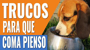 ¿Qué puedo añadir a la comida del perro para que se la coma?