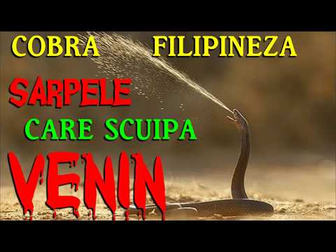 COBRA FILIPINEZA - SARPELE CARE SCUIPA VENIN
