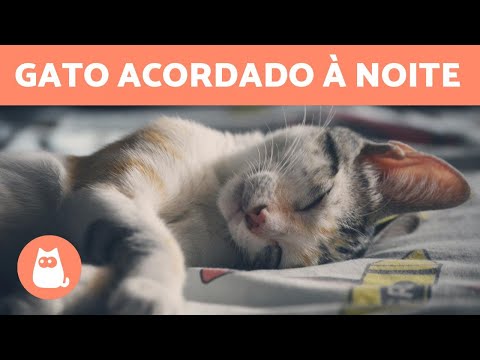 Vídeo: Tratando O Gato Que Não Dorme à Noite