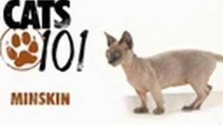 Minskin | Cats 101