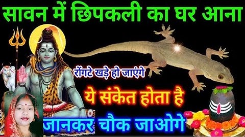 What does a lizard coming to the house during the month of Saavan indicate? Auspicious or inauspi...