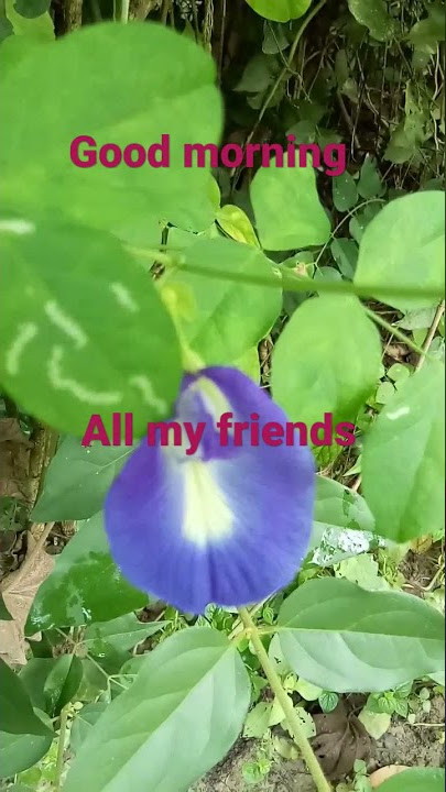 Good morning my friends#morningshort amar Chanel join Karo Ami tomader opekhai a6i