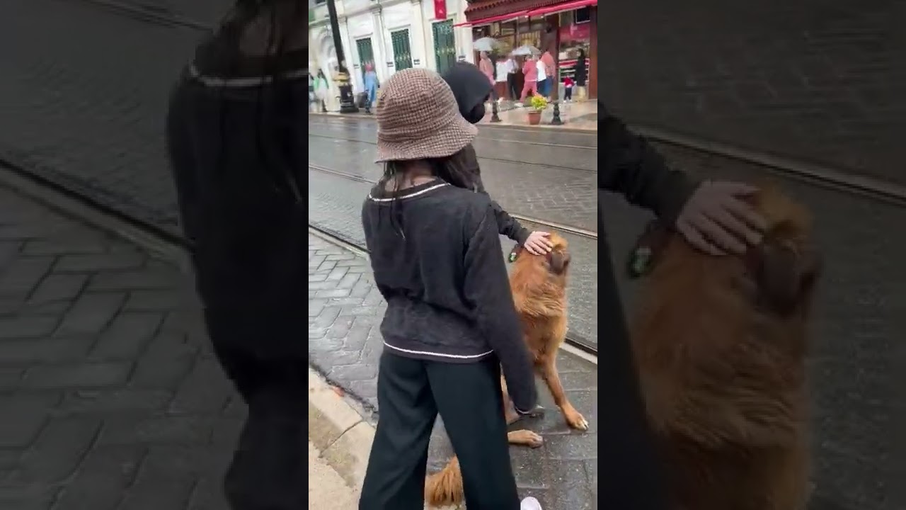 Dog lovers #shorts #foryoupage #trendingvideo #trending #dogshorts #istanbul