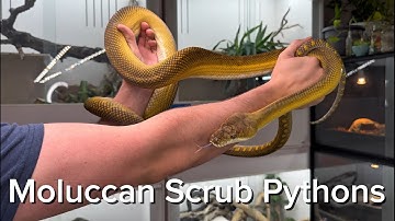MOLUCCAN SCRUB PYTHONS | THE PINNACLE OF THE PYTHON WORLD