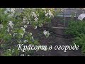 Посадили картошку. Цветут яблони.