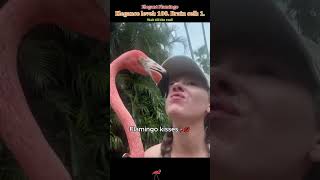 Elegant but goofy flamingo🦩😂#flamingo#funnyanimals#zoo
