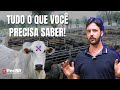 INSENSIBILIZAÇÃO E ABATE BOVINO - TUDO O QUE VOCÊ PRECISA SABER