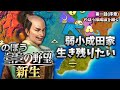 【信長の野望・新生】#1 のぼうの野望!でくのぼう弱小大名を継ぐ! 生き残りをかけて戦うのじゃ!【ゆっくり実況】