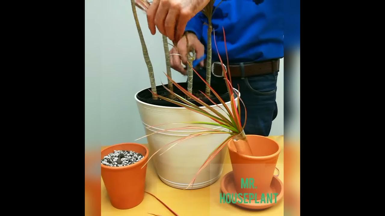 Dracaena marginata propagation (dragon tree) YouTube