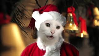 Śmieszne - koty świąteczne - Wesołych Świąt - śpiewające