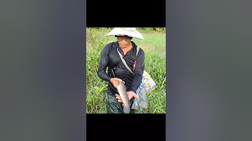 Bắt Cá Lóc Đồng Khủng Mương Ruộng Mùa Nước Nổi #shorts #bắtcálócđồng