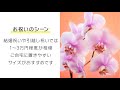 胡蝶蘭の値段と相場を知ろう！シーン・大きさ・色別に比較
