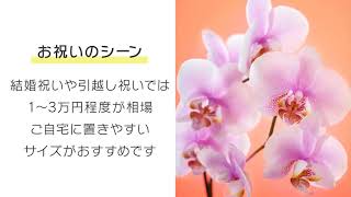胡蝶蘭の値段と相場を知ろう！シーン・大きさ・色別に比較