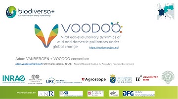 VOODOO Project Presentation