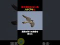 ハヤブサの高速狩りの秘密🤫暴露します🔥