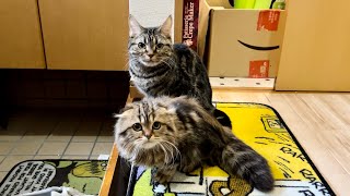 出張へ遅刻しそうなのに猫たちが全力で邪魔しにきてこうなりましたw