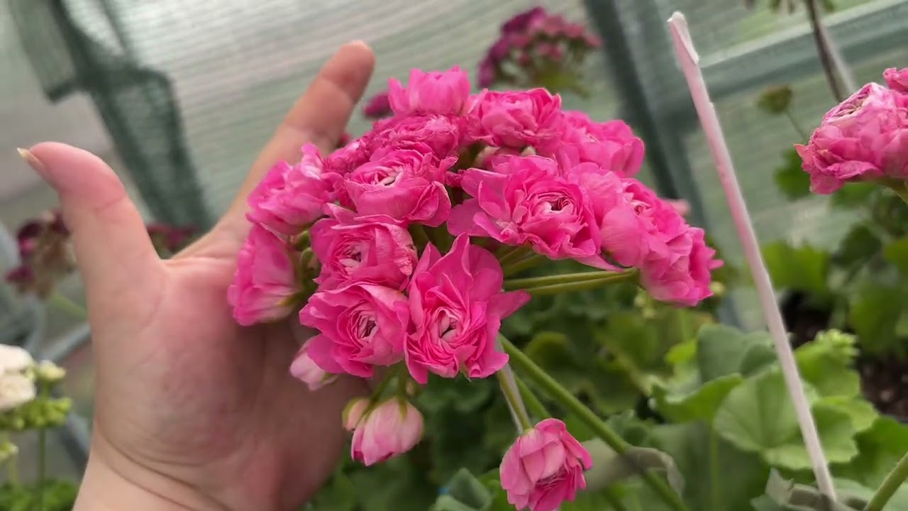 Обзор расцветающих в жару пеларгоний. Часть 1.