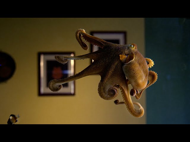 Octopus Playtime | Octopus In My House | BBC Earth class=