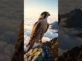 The Fastest Animal on Earth 🦅 You Won't Believe Its Speed