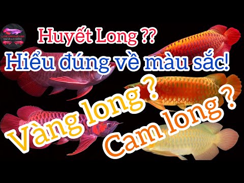 Cá rồng huyết long | hiểu đúng về màu sắc | Arowana | LOVE DRAGON FISH