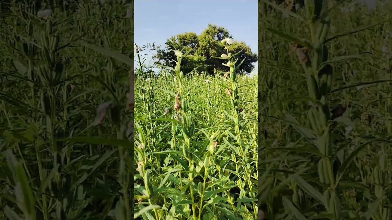 Tilhan Shorts video | Tilhan ka fasal Pani ke kinare short video 