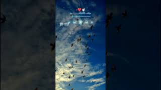 Trending Ringtone   Official Ringtone Sound  Love Ringtone  Original Ringtone Sound #ringtone #love